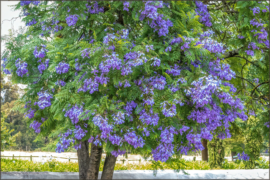 A Jacaranda for Chris by ludwigsdiana