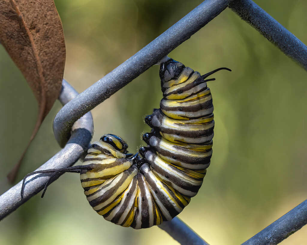 Curled Caterpillar by nickspicsnz