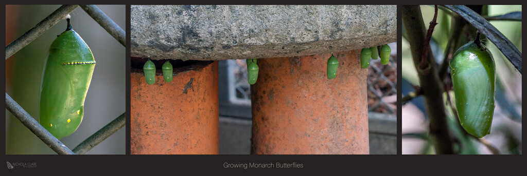 Growing Monarch Butterflies by nickspicsnz