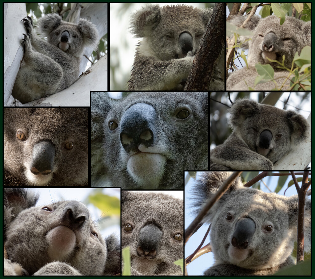 some of my top 2021 koalas by koalagardens