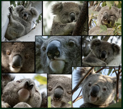 31st Dec 2021 - some of my top 2021 koalas