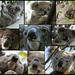 some of my top 2021 koalas by koalagardens