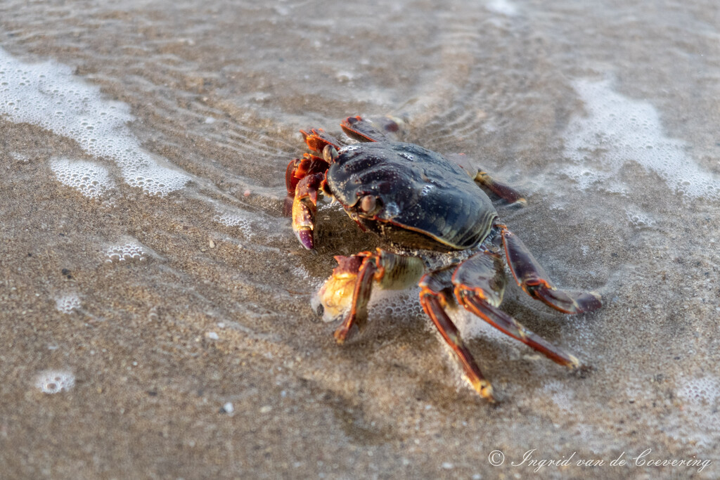 A big crab by ingrid01