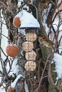 1st Jan 2022 - Bird feeder