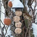 Bird feeder by okvalle