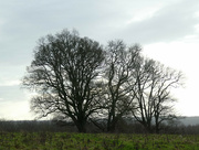 1st Jan 2022 - Three Trees (or is it Four?)