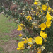 Winter.. gorse by 365projectorgjoworboys