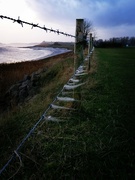 1st Jan 2022 - Blowing in the breeze