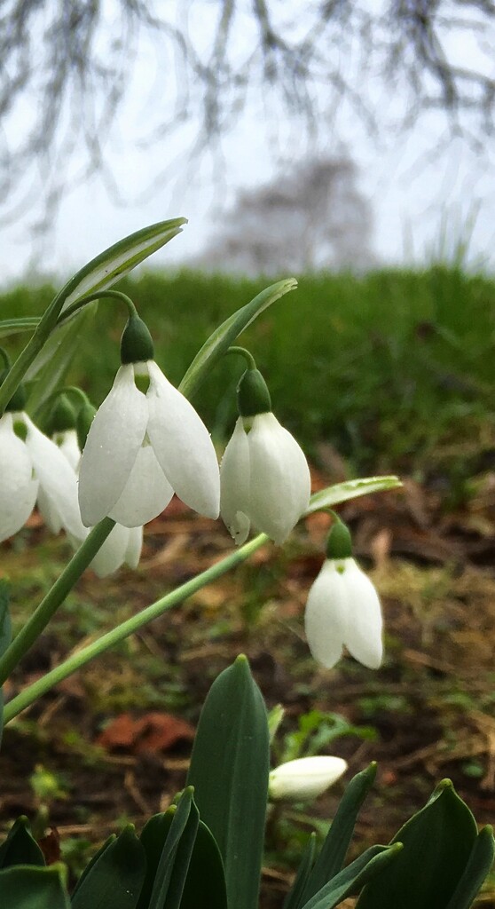 First snowdrops by pattyblue