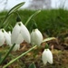 First snowdrops by pattyblue