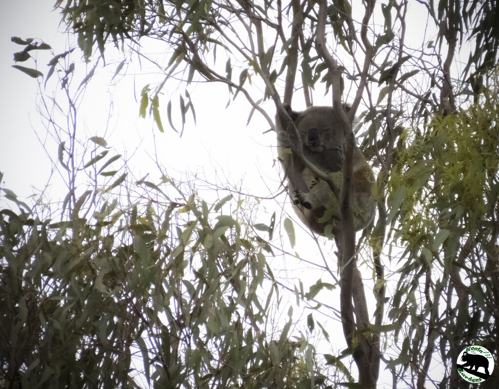 a wet start by koalagardens
