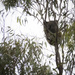 a wet start by koalagardens