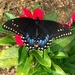 Black Swallowtail  by dkellogg