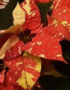 1st Jan 2022 - Speckled red and cream poinsettia 