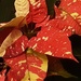 Speckled red and cream poinsettia  by grace55
