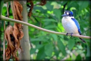 26th Dec 2021 - 26 Kingfisher in  Papayas