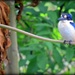 26 Kingfisher in  Papayas by ubobohobo