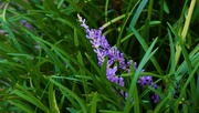 2nd Jan 2022 - Just A Pretty Lavender Flower ~ 
