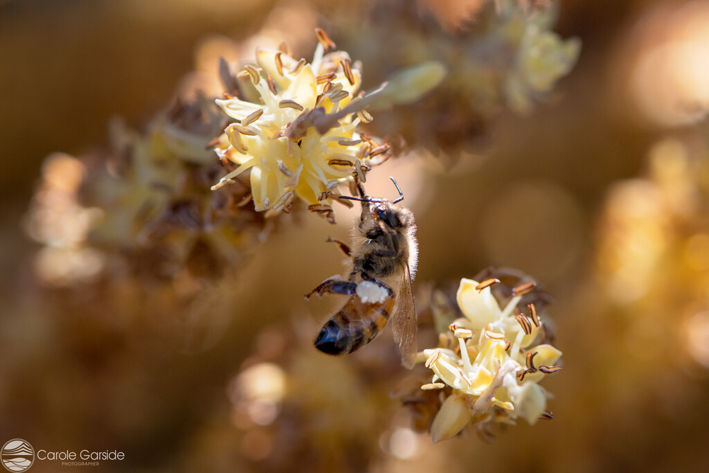 Bee and Bokeh by yorkshirekiwi