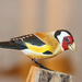 Hand Carved European Goldfinch by skipt07