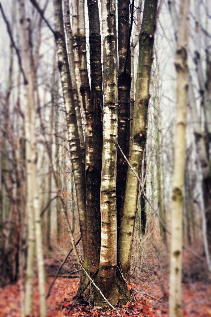 Speaking of Trees by juliedduncan