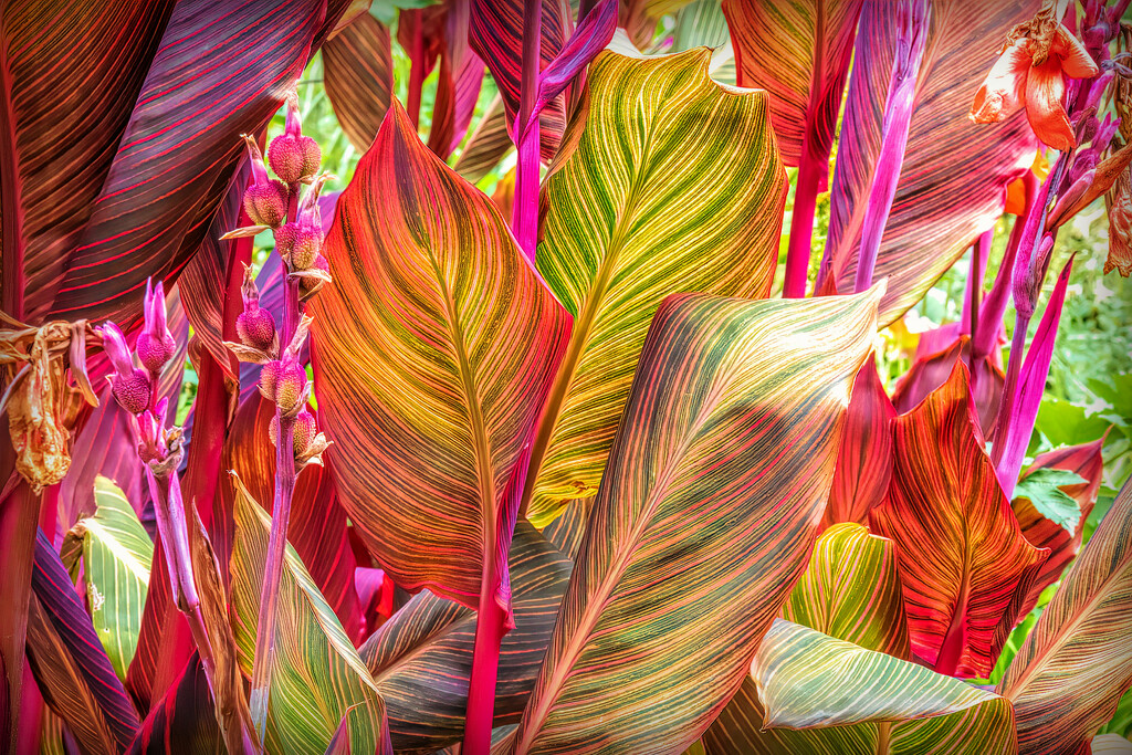 Variegated Canna leaves by ludwigsdiana