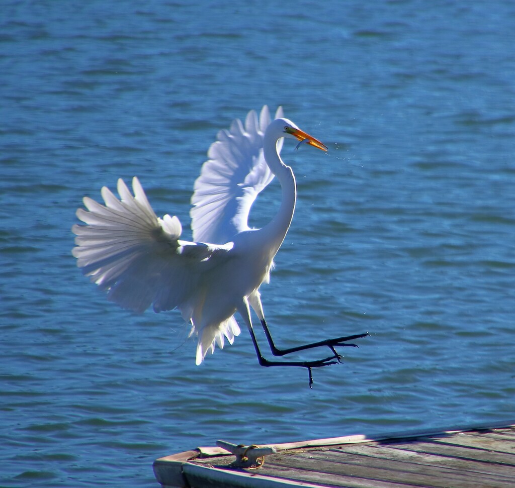 A Giant Egret comes in for a Landing with his Catch by markandlinda