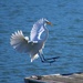 A Giant Egret comes in for a Landing with his Catch by markandlinda