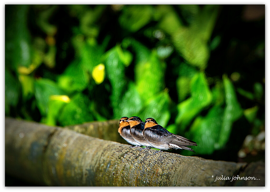 3 little Birds..  Welcome Swallows by julzmaioro