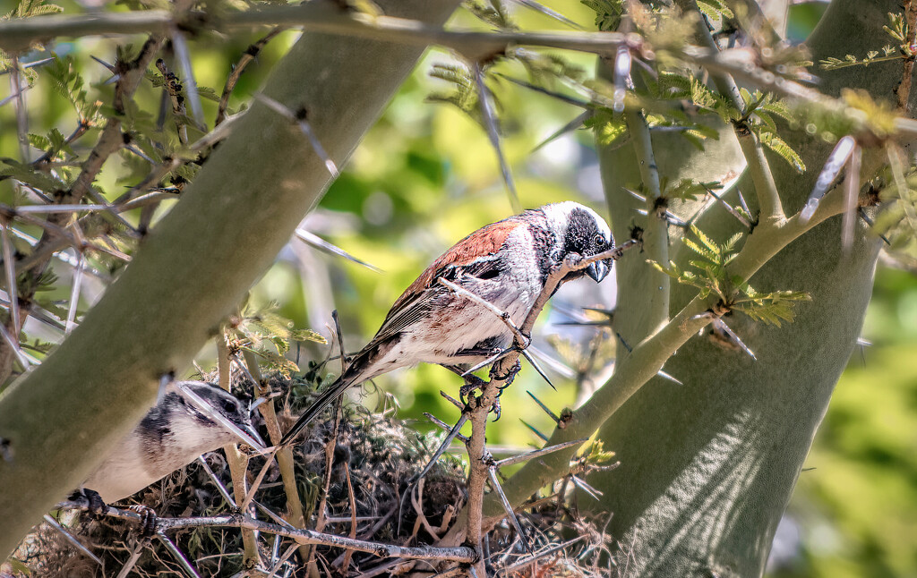 Cape Sparrow by ludwigsdiana