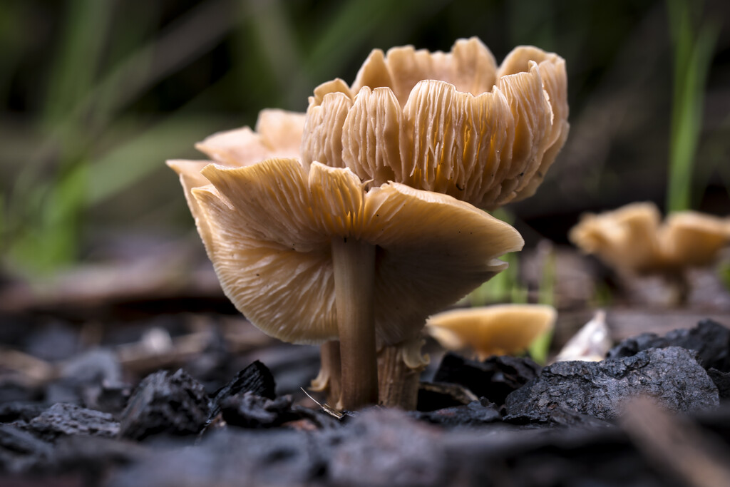 Mushrooms by dkbarnett