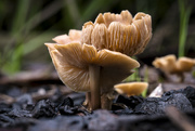 15th Dec 2021 - Mushrooms