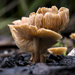 Mushrooms by dkbarnett