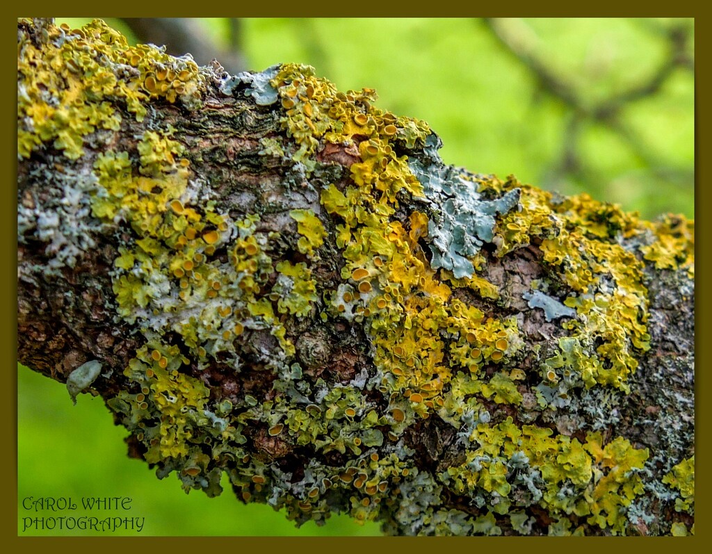 Lichen by carolmw
