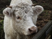 2nd Jan 2022 - Charolais cattle