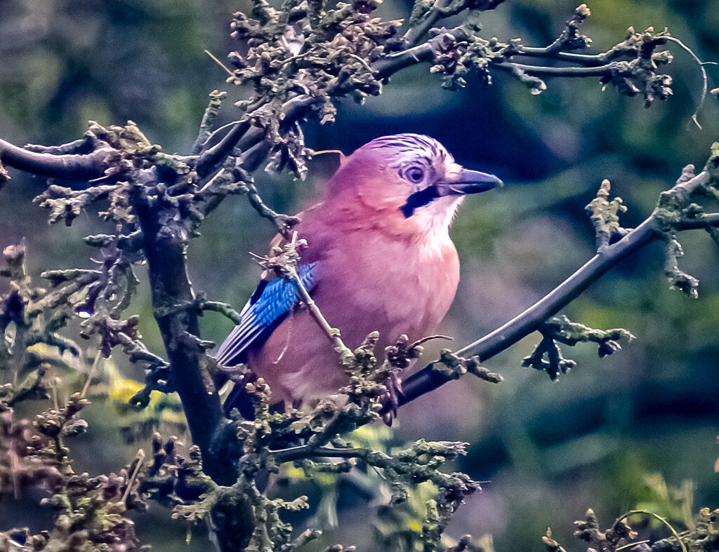 Jay in the garden by 365nick