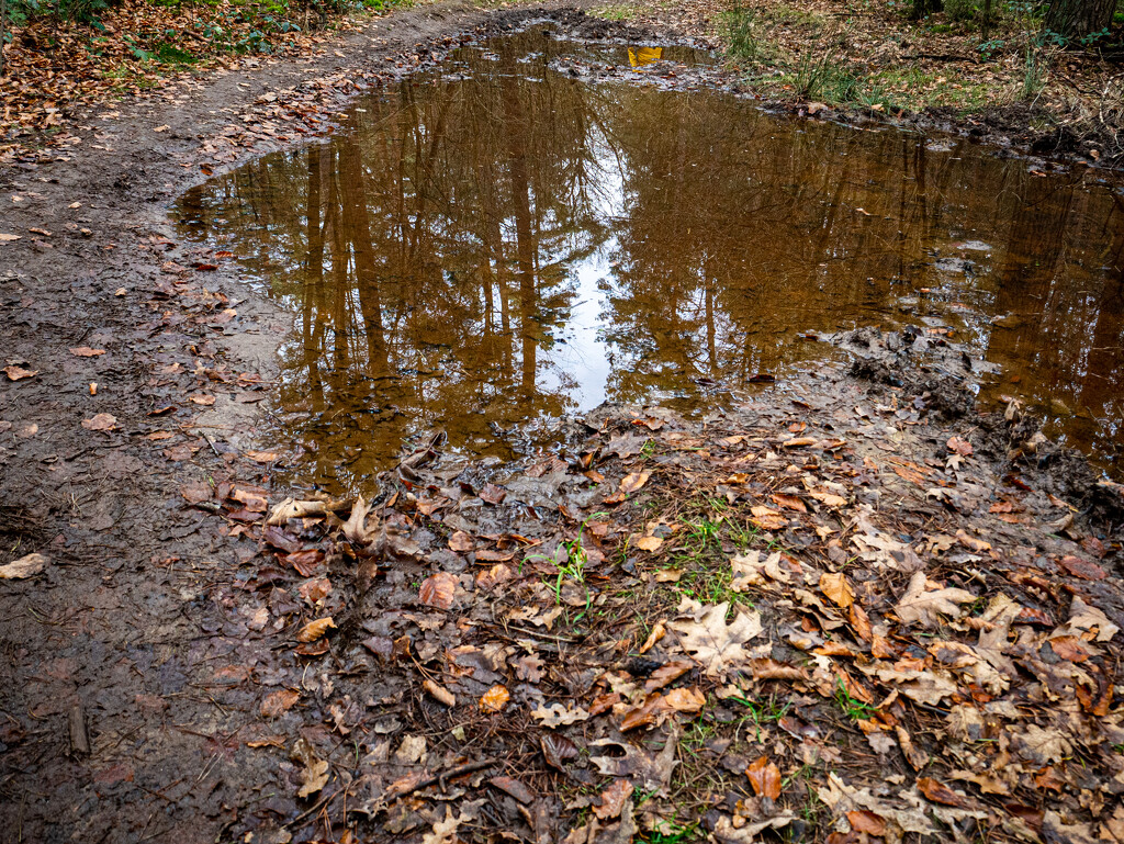 01-02 - Puddle reflection by talmon