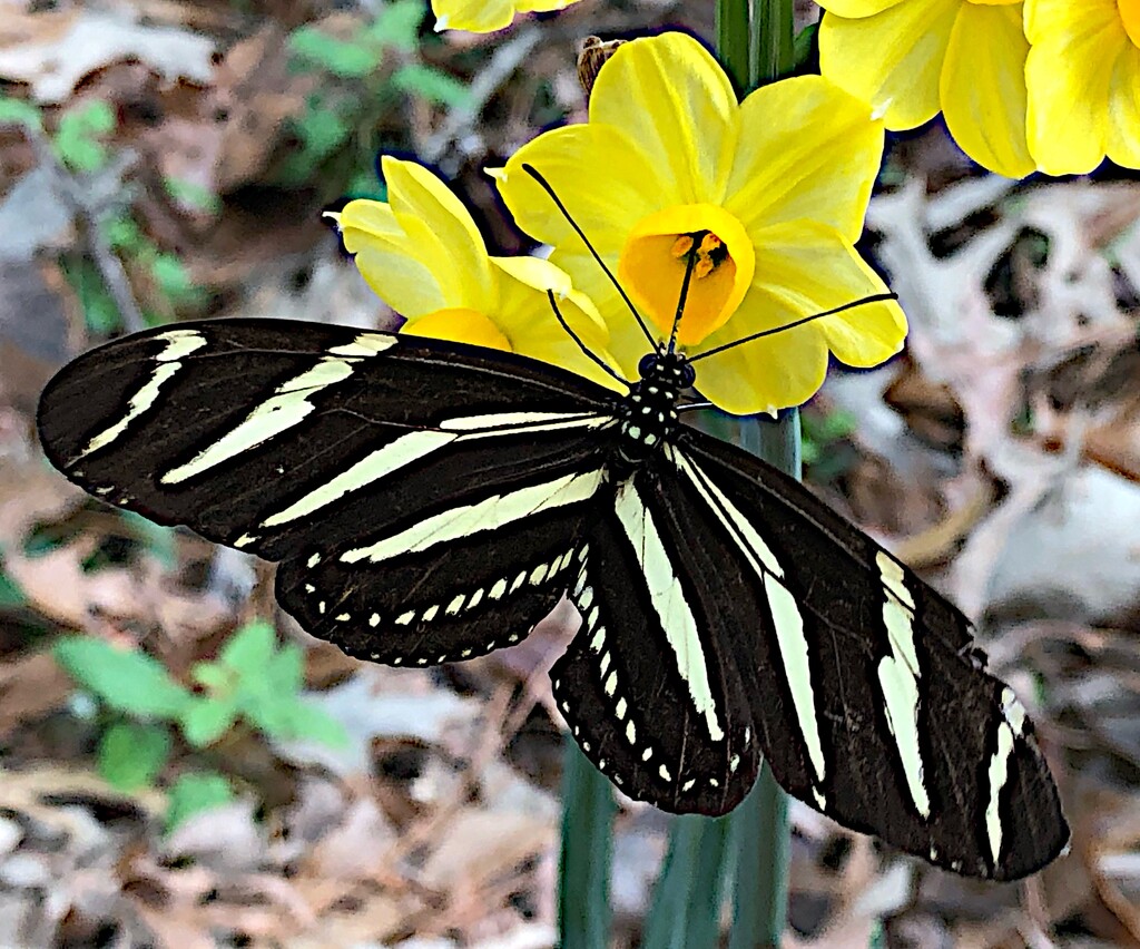 Zebra long-wing butterfly in December by congaree