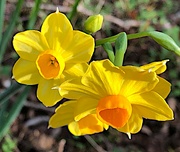 2nd Jan 2022 - Early daffodils, Dec. 28