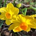 Early daffodils, Dec. 28 by congaree