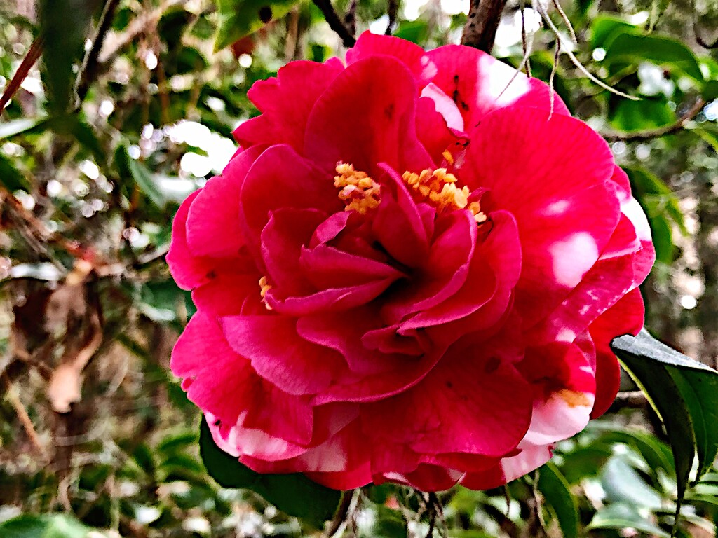 Magnificent camellias by congaree