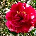 Magnificent camellias