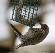 2nd Jan 2022 - Hungry Flicker