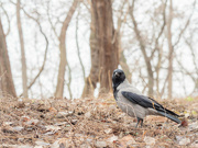 2nd Jan 2022 - The hooded crow