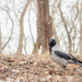 The hooded crow by haskar