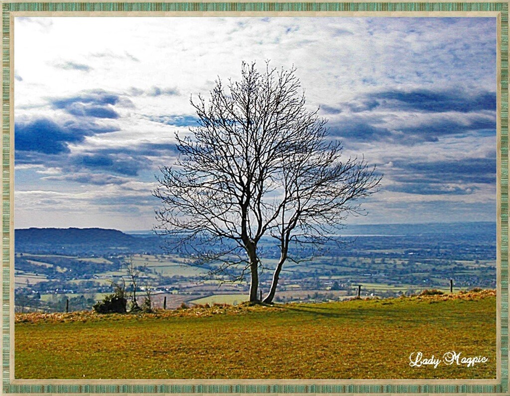 The Lone Tree by ladymagpie