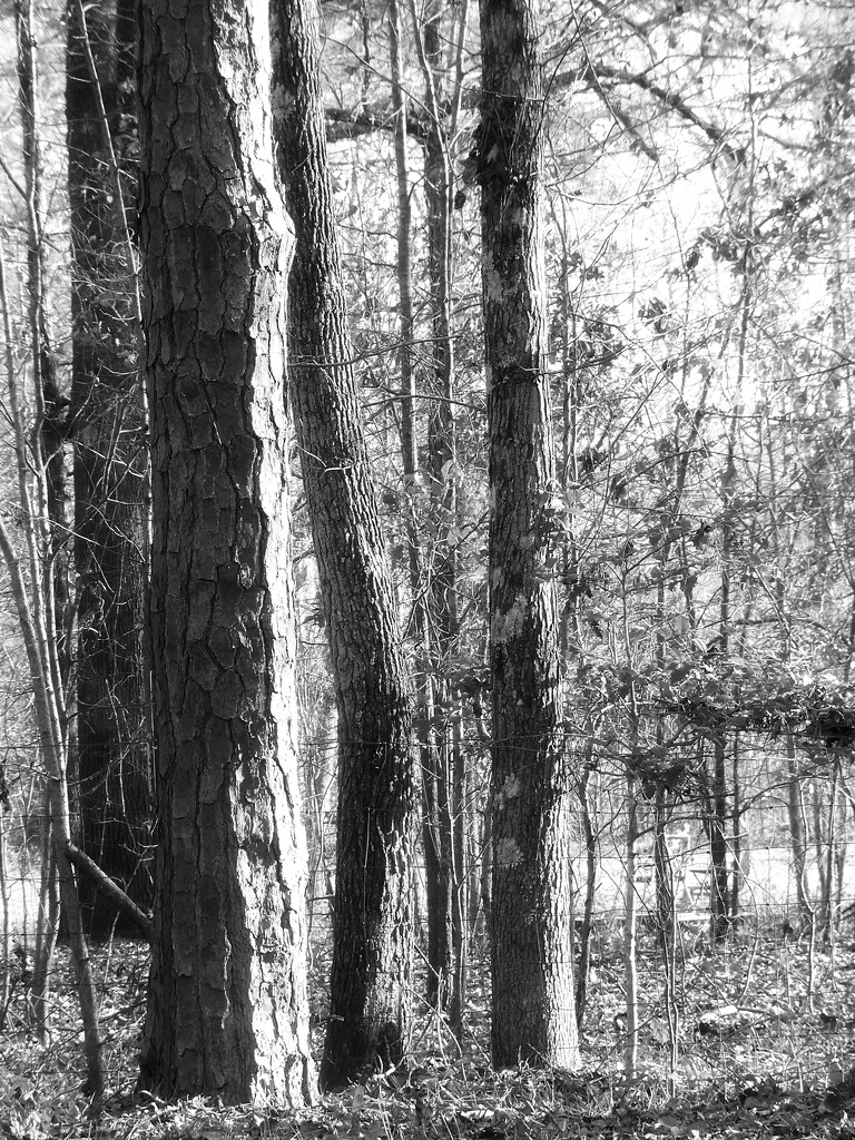 Loblolly pine and sweetgum trees... by marlboromaam