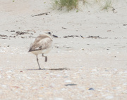 25th Nov 2021 - Too hot for this Dotterel for 2 feet