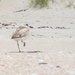 Too hot for this Dotterel for 2 feet by creative_shots