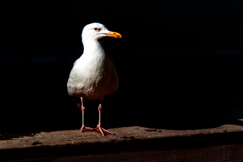 Sober Seagull by cjoye